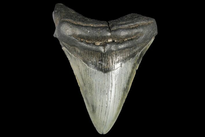 Bargain, 4.19" Fossil Megalodon Tooth - South Carolina